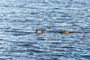 two ducks swimming on a pond near a beautiful fall sunset