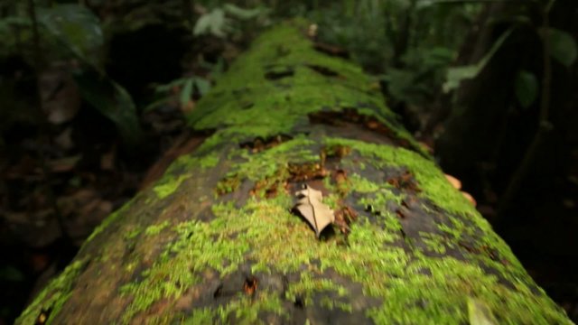 Rotting log in the rainforest, low angle tracking to bullet ant