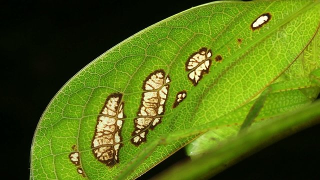 Leaf mimic bush cricket in rainforest, Ecuador