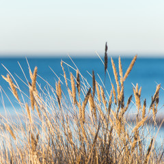 Fototapeta premium beautiful abstract background grass texture on sunset