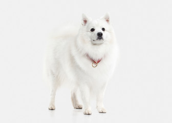 Dog. Japanese white spitz on white background