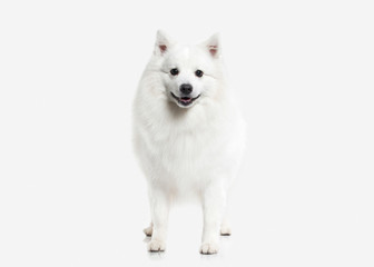 Dog. Japanese white spitz on white background