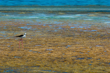 Black-Winged Stilt Himantopus himantopus
