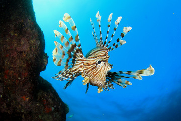 Lionfish