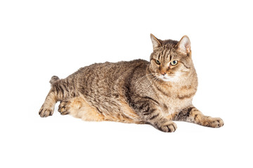Overweight Mixed Breed Tabby Cat Laying