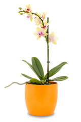 Yellow orchid flower in a pot