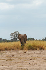 Eléphant dans l'herbe de face