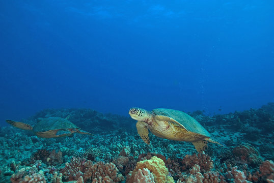 Turtles swimming at Hawaii Coral Reef