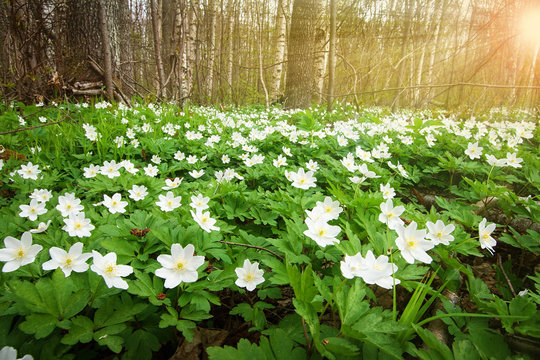 Wood with spring flowers