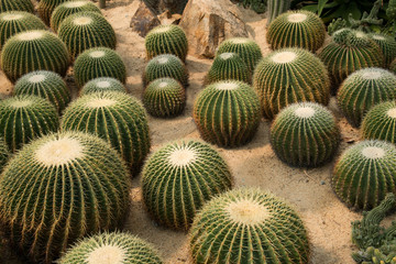 Obraz premium Ball cactus 