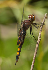 Black Saddlebags Dragonfly