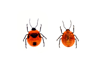 Insect on white background