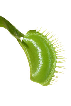 Venus Flytrap Leaf Trap on White Background