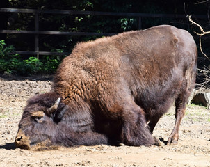 Bison