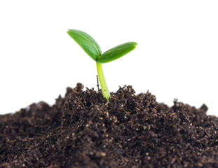 Small cucumber seedling in soil