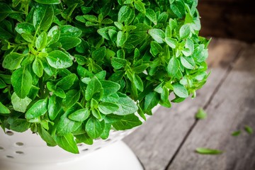 fresh organic basil in white colander with drops closeup