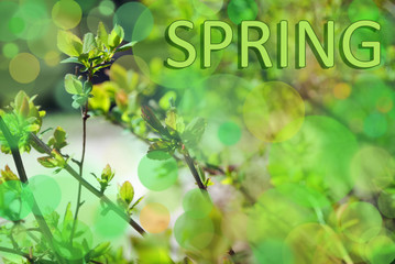 Spring blur background