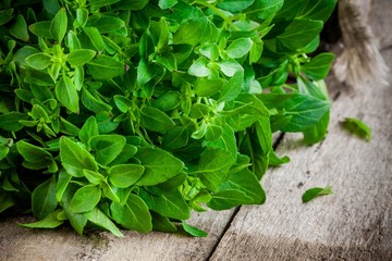 bunch of fresh raw organic basil closeup