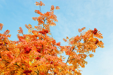 rowan leaves and berries