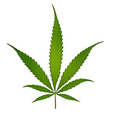Marihuana Blatt
