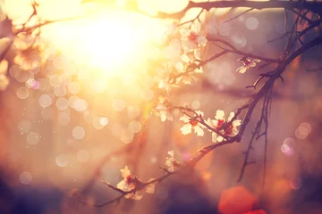 Photo sur Plexiglas Fleur de cerisier Fond de fleur de printemps. Belle scène avec arbre en fleurs