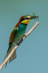 Gruccione e libellula 2