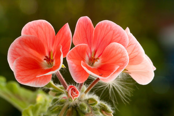 Fototapeta premium Sardunya