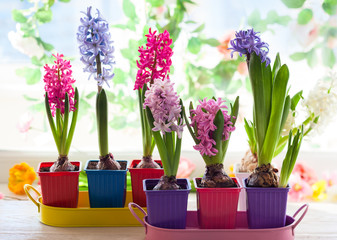 multicolored hyacinth