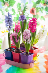multicolored hyacinth