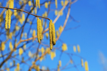 Haselnussblüte im Februar, die Haselnuss blüht, Pollenflug im Frühling - Belastung für...