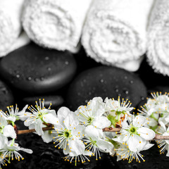 Obraz na płótnie Canvas Spa background of zen stones, blooming twig plum, white towels,