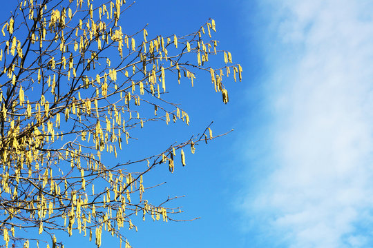 Haselnussbl&uuml;te - Haselnuss bl&uuml;ht, Flug der Pollen, Belastung f&uuml;r Allergiker, Heuschnupfenzeit, Ausl&ouml;ser f&uuml;r Heuschnupfen und allergische Reaktion