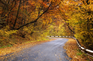 Walkway in autumn forest. Beautiful natural landscape