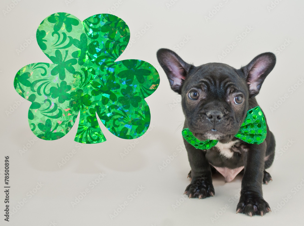 Canvas Prints st patrick's day puppy