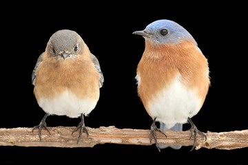 Pair of Eastern Bluebird on Black