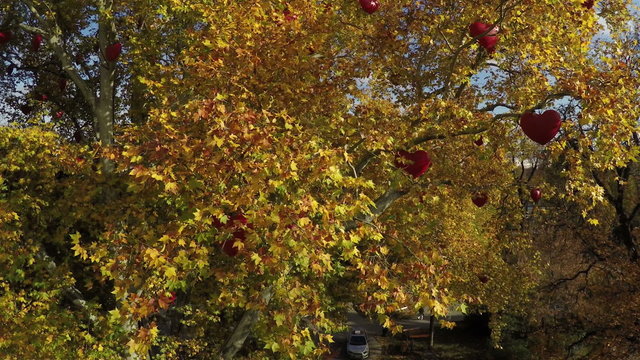 Camera flying around maple tree with red hearts hanged of branch
