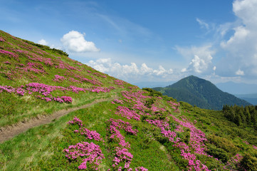 Naklejka na ściany i meble Summer landscape with blooming mountain slopes.