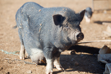 Vietnamese mature female pig