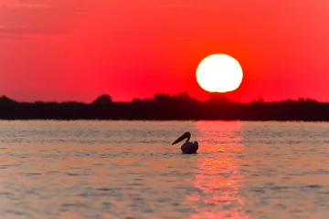 Gordijnen zonsopgang in de Donaudelta © porojnicu