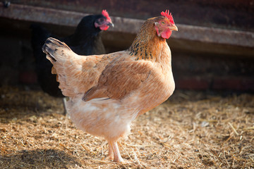 Hen portrait at free range hen house