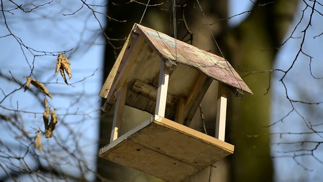 Starling-house on tree