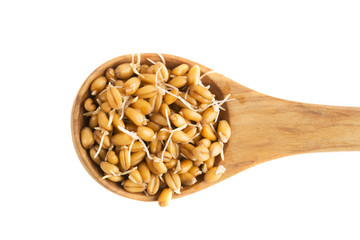 Sprouting Wheat in Spoon