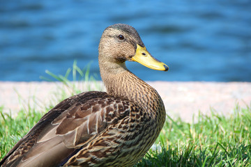 A female mallard duck stands in the grass on water background