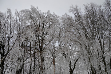 Winter