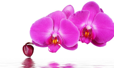 Fototapeta na wymiar Orchid and reflection on white background