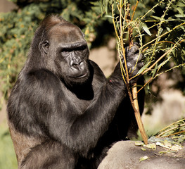 Gorilla