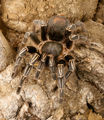 Skeleton Tarantula