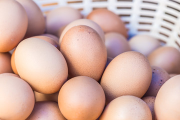 eggs