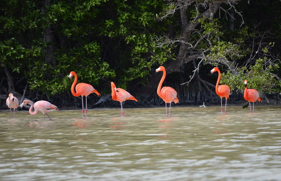view of pink flamingos