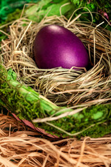 Easter egg in a nest
